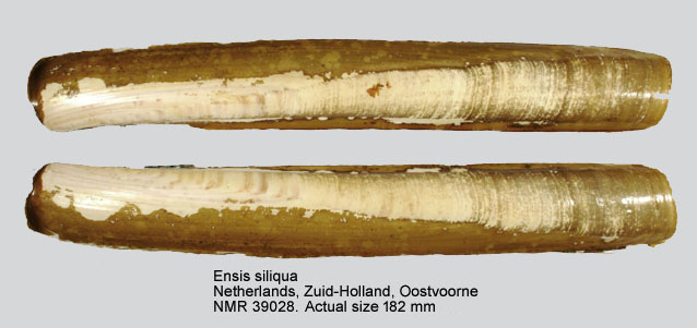 Ensis siliqua.jpg - Ensis siliqua(Linnaeus,1758)